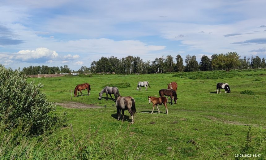 Пивкинские лошадки на выгуле - Уракова Анастасия Сергеевна