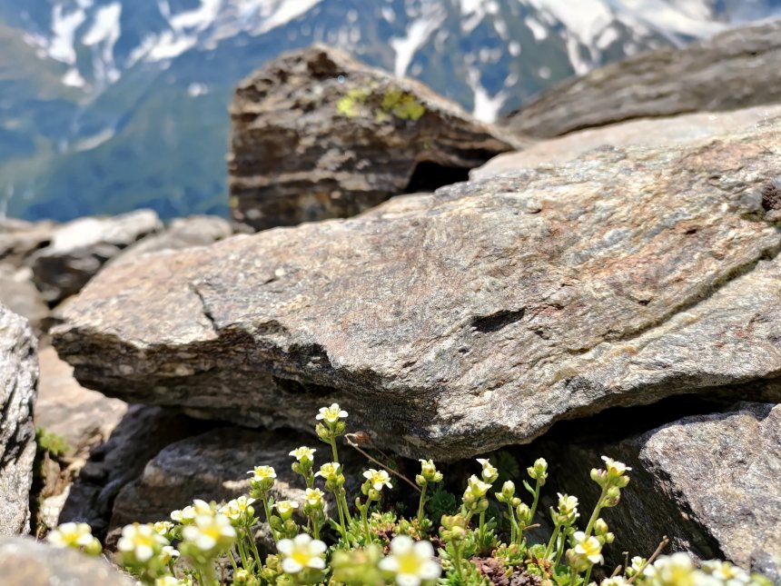 Чегет - Елена