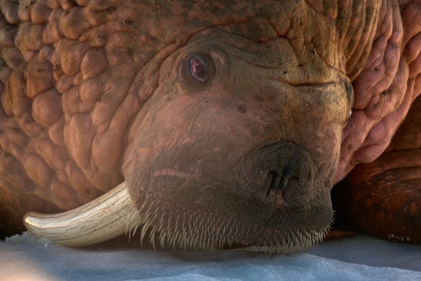 Грустный морж - Владимир