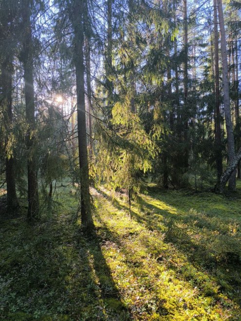 Охота за грибами -  