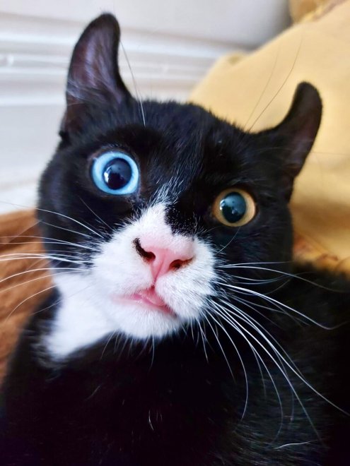 Любимчик - Анна Перова