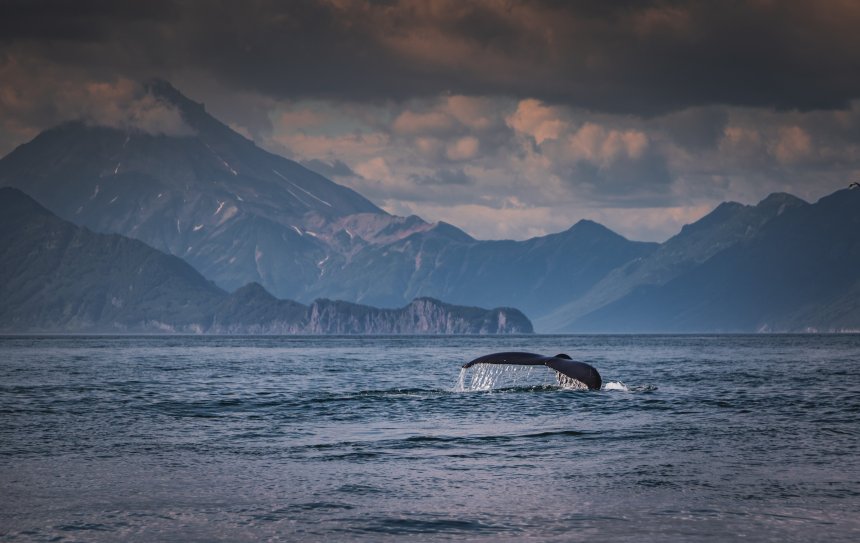 Китовый хвостик - Ольга Нецеля