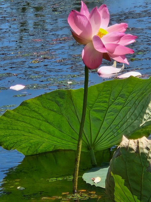 Небольшое путешествие летом -   (1/8)