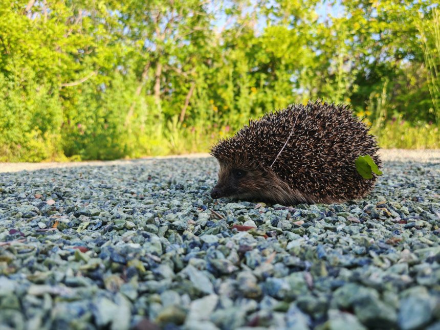 Путник в иголках -  