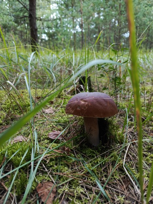 Царь грибов - Наталья Селькина