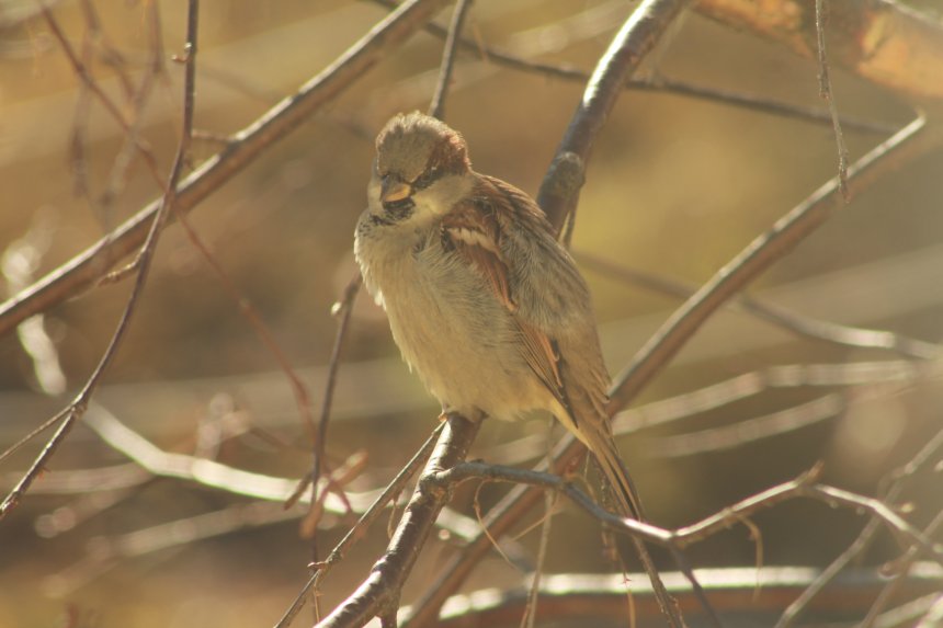 Дворовый друг пернатый -  