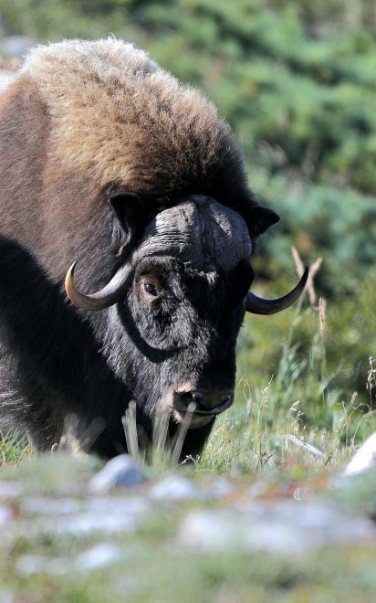 Мачо о. Завьялова - Лариса Ким