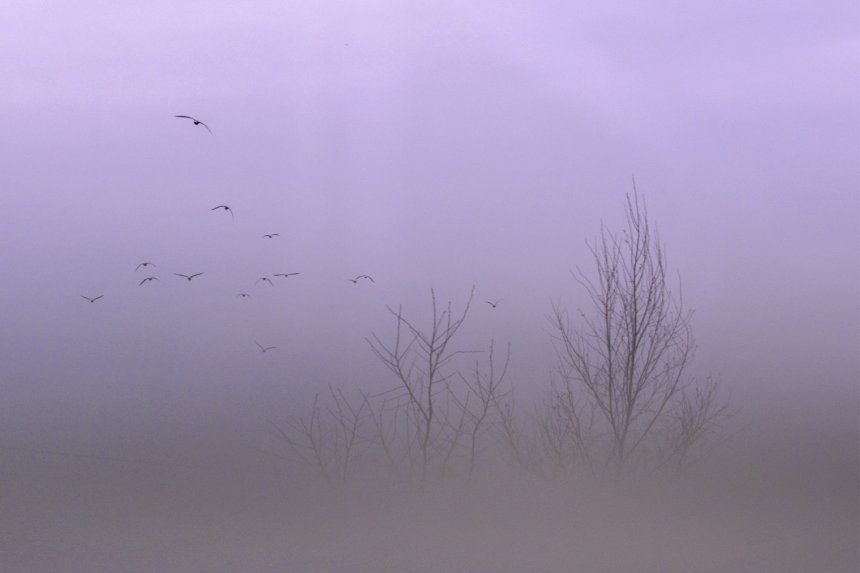 Туманный день -  