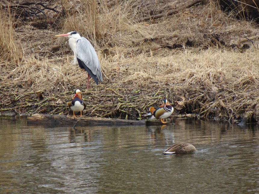 Гнездовье в пригороде Владивостока - Ксения