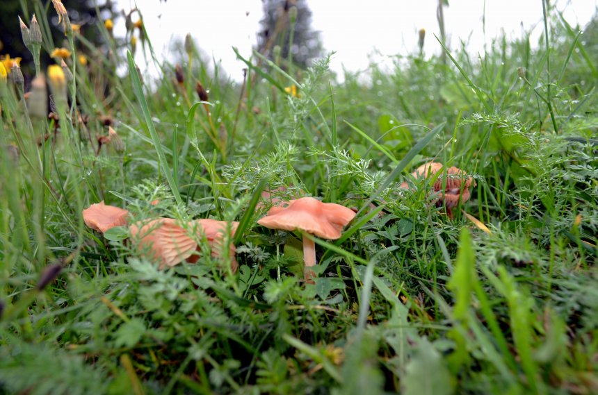 Грибная симфония после дождя. - Светлана Кандратьева