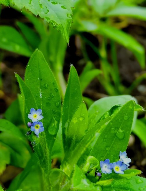 Неразгаданная тайна незабудки - Даша