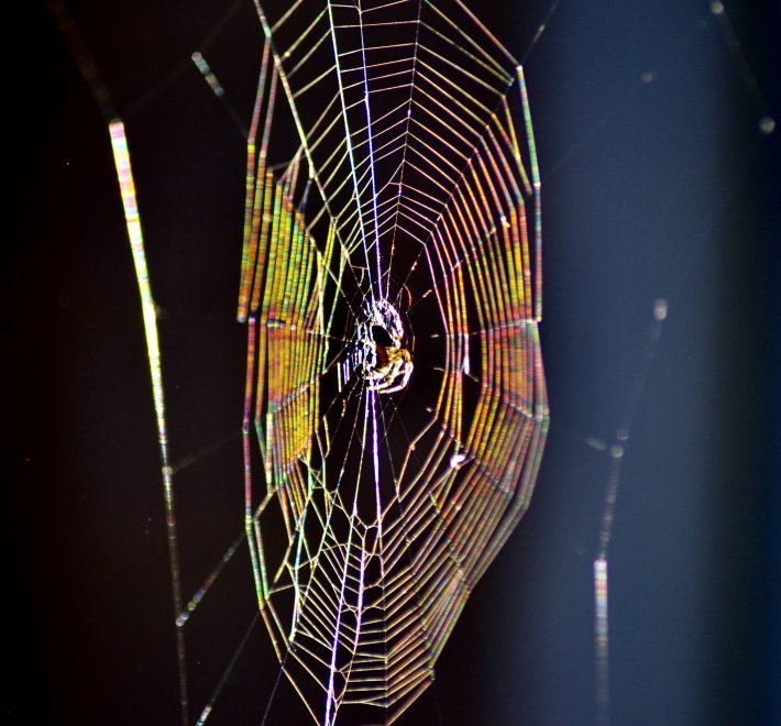 Хищник на охоте - Алексей