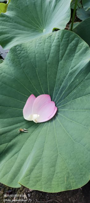 Лепестки лотоса на листе лотоса -  