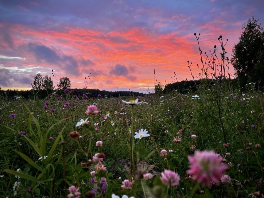Розовое умиротворение - Анна