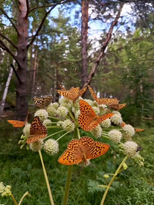 Утренняя пятиминутка - Анна