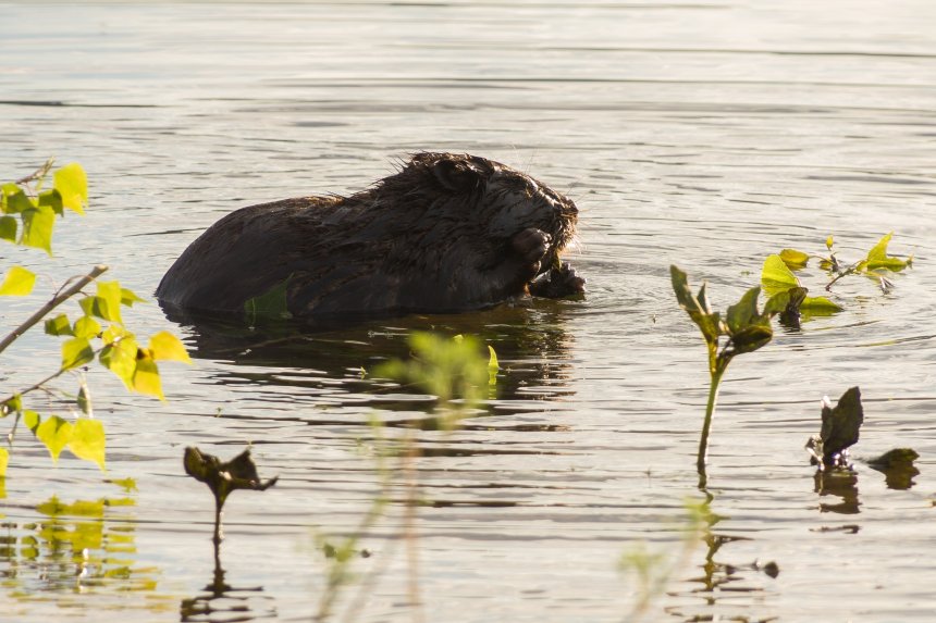 Утренний перекус - Иван