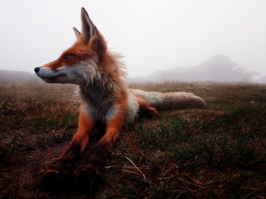 Доброе лисье утро - Толстоноженко Илья