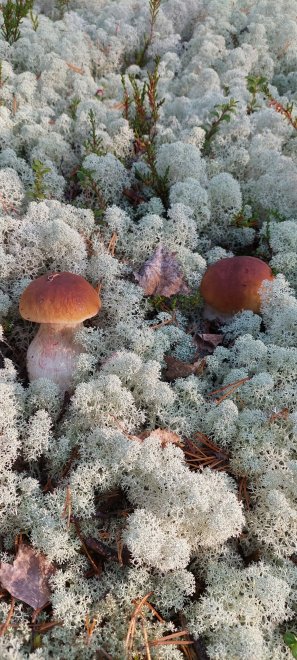 Лесные красоты - Галина