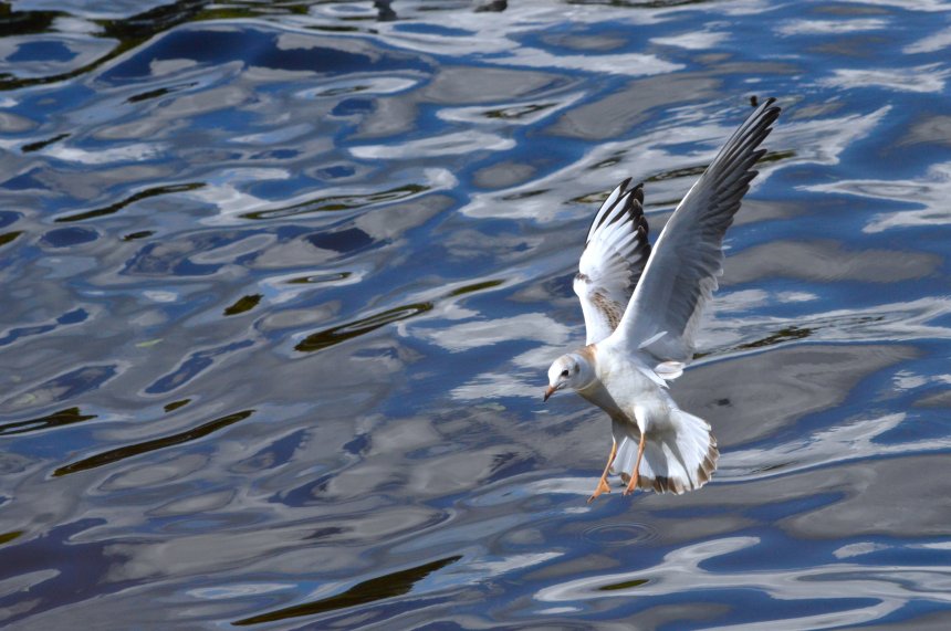 Свобода - Жанна Иванова