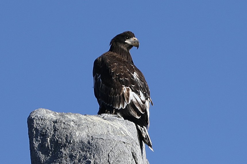 Птенчик - Лариса Ким