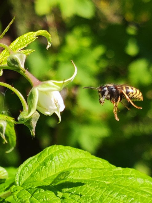 Ммммм, цветочек - Olga Kredo