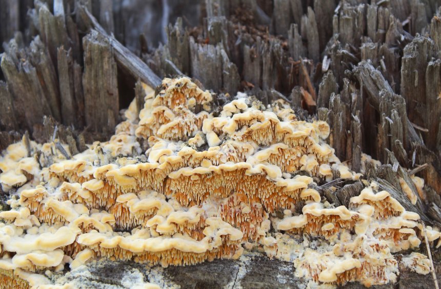 Грибные сталактиты - Александр