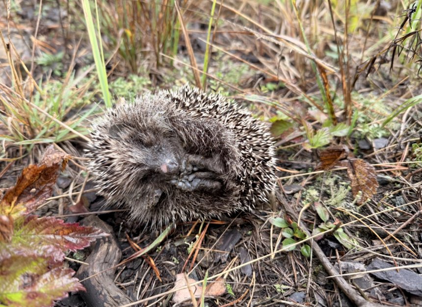 Спящий ёж -  