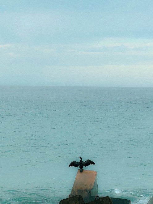 Баклан в море -  