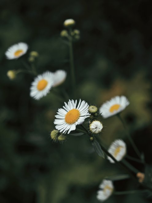 Осенние цветы -  