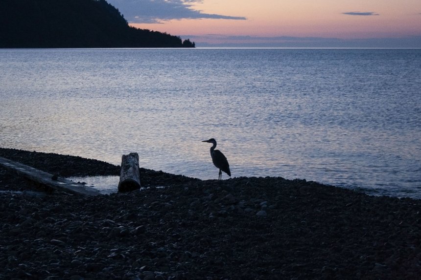 Цапля. Рассвет на Байкале. -  