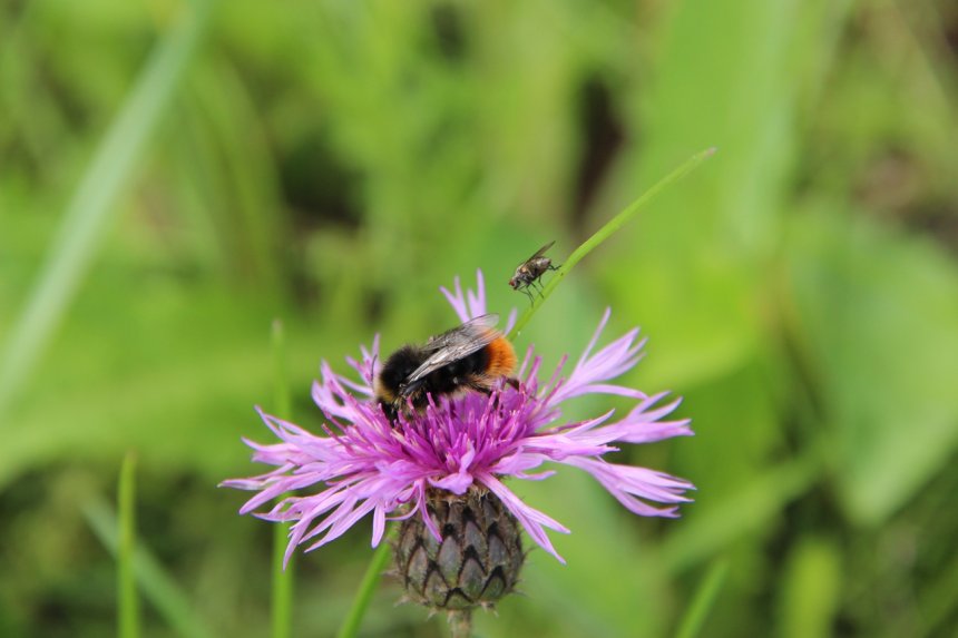 Медовые лапки -  