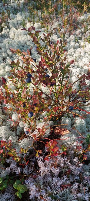 Лесные красоты - Галина