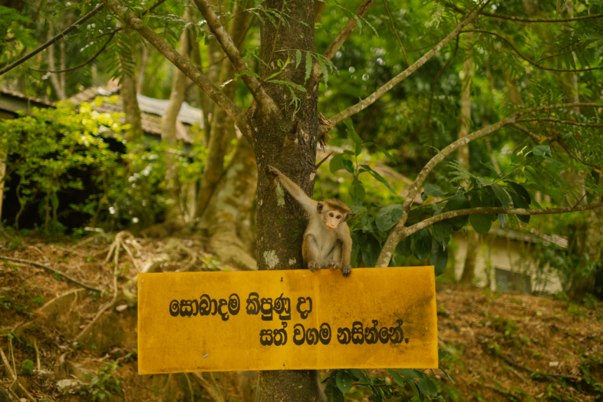 Иди своей дорогой путник - Денис