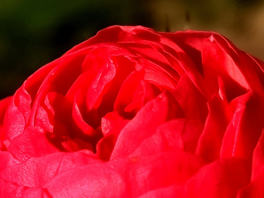 Сахарная роза -  