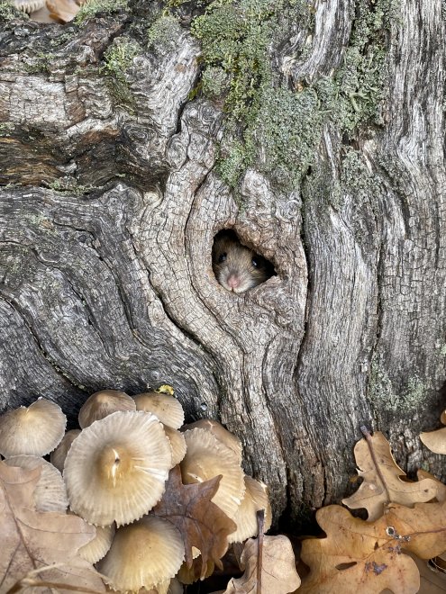 Гостей не жду -  