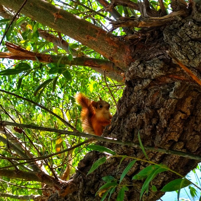 Бельчонок -  