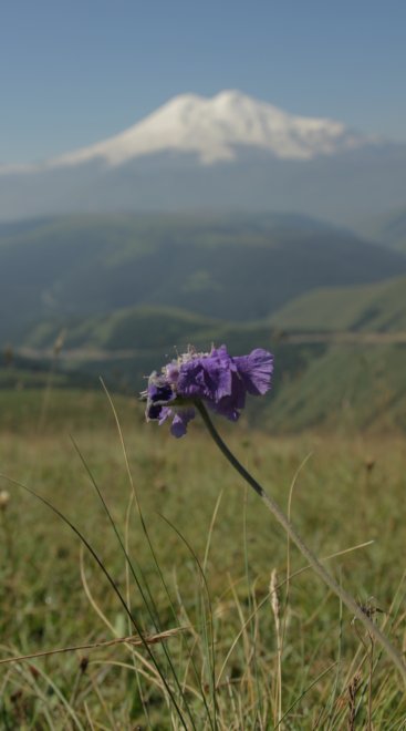 Макро на фоне Эльбруса -  