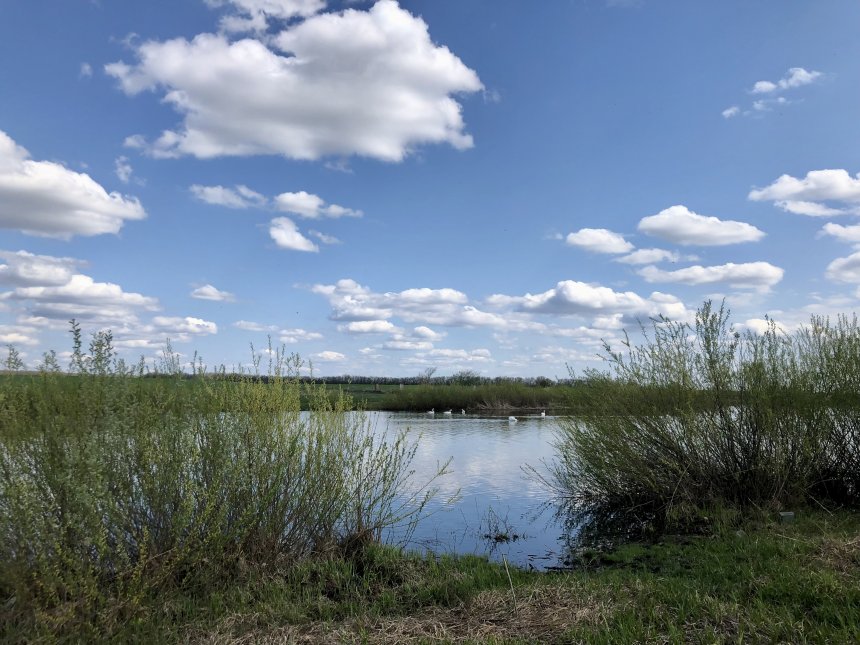 А белый лебедь на пруду… -  