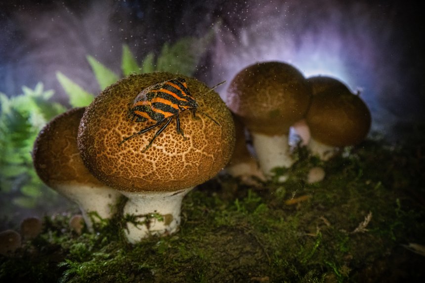 Лесная фантазия - Ростислав Машин