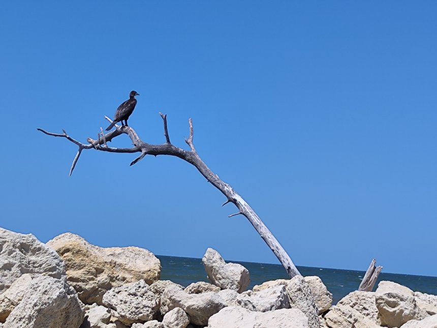 Счастливая птица - Юлия