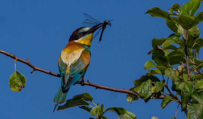 Щурки - Елена