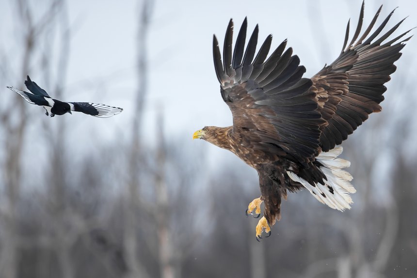 Противостояние - Вячеслав Ложкин