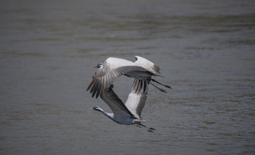 Журавли-красавки над рекой Мрассу - Александр
