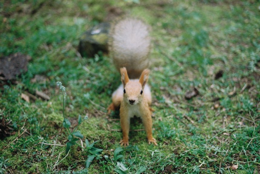 Любопытство - Сергей