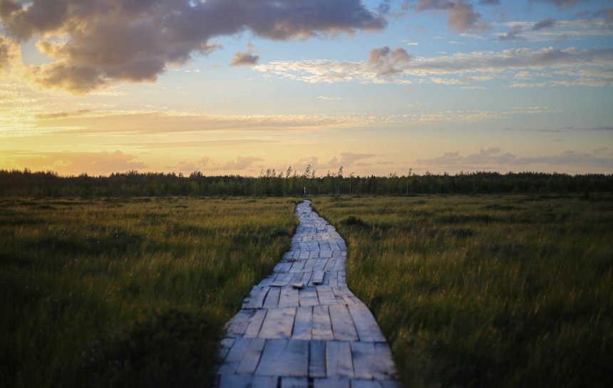 Болото Ельня - Анастасия Нехведович