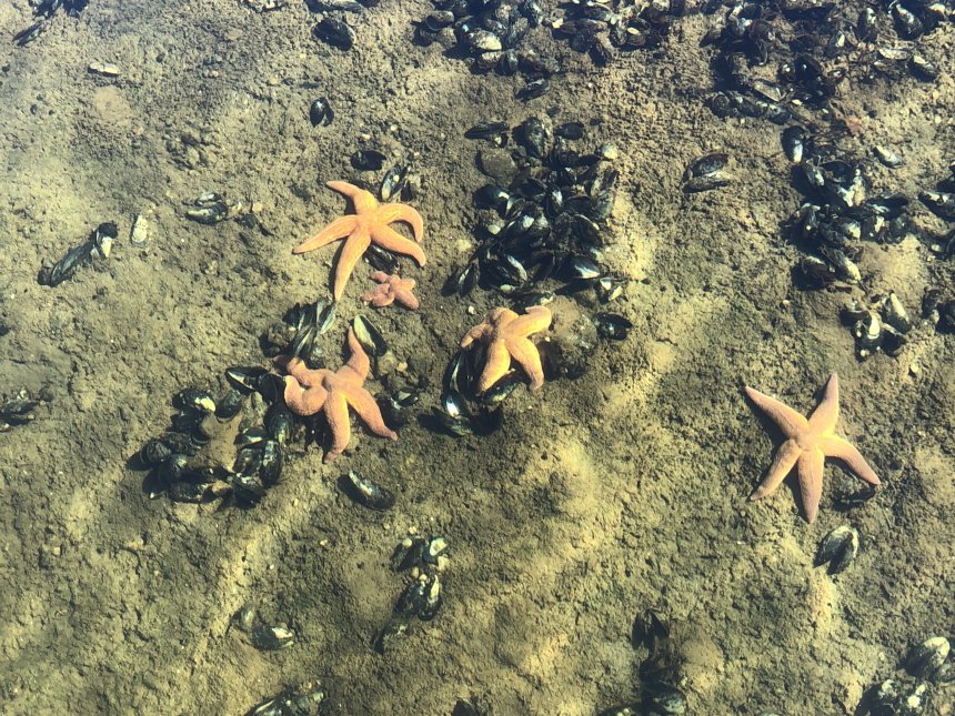 Звезды - Юрий