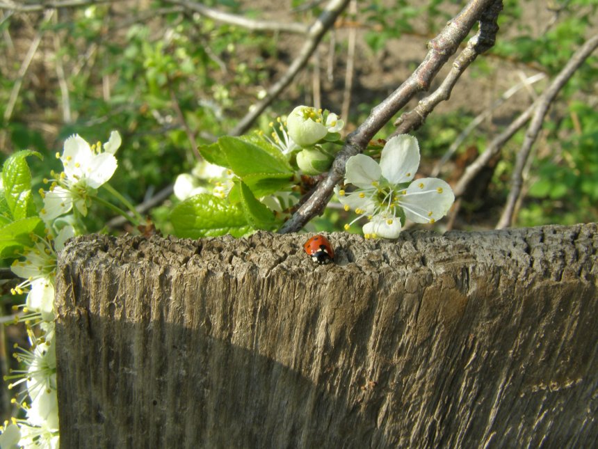 Божья коровка - Ольга