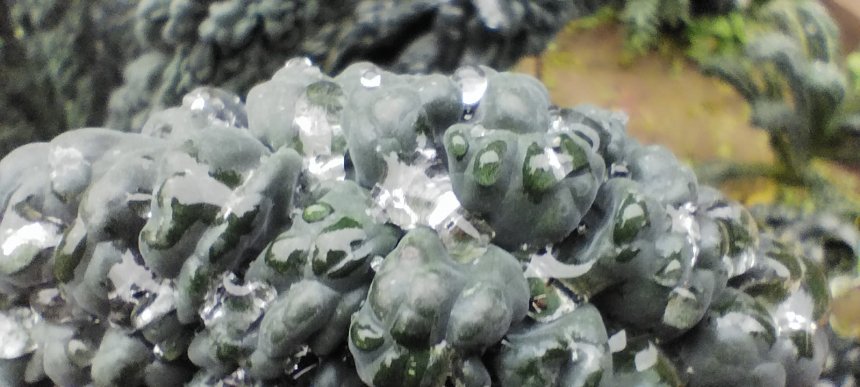 Лечебная капуста -  