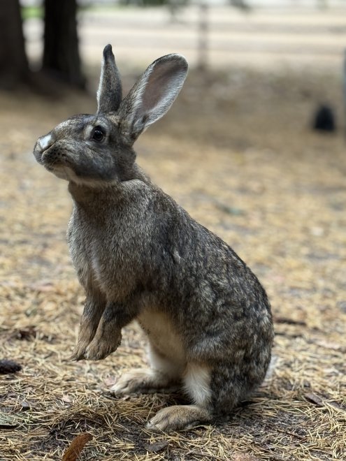 Потешный кролик! - Никита