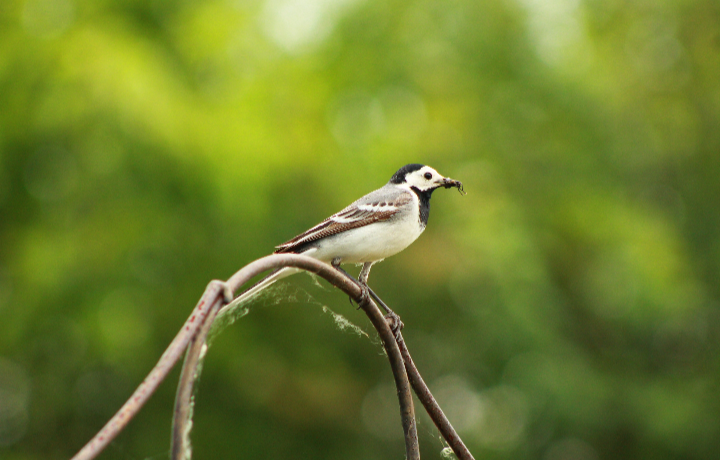 Природная жизнь -  